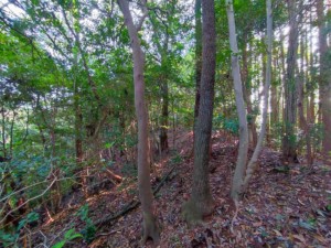 A側森林エリア最奥より