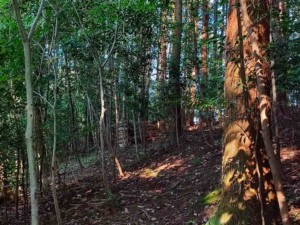 B側森林エリア手前より