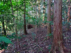 B側森林エリア