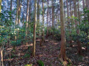 森林エリア中央より